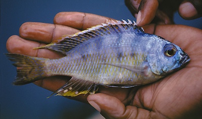 Placidochromis sp. 'longimanus mumbo' Mumbo Island